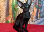 Gomez - Oriental Cat For Sale - Brooklyn&comma; NY&comma; US
