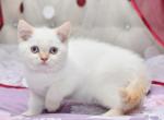 Chip - Scottish Straight Cat For Sale - Chicago&comma; IL&comma; US