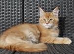 Iron - Maine Coon Cat For Sale - Hollywood&comma; FL&comma; US