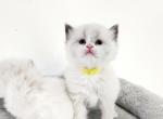 Autumn and Raine - Ragdoll Cat For Sale - Attica&comma; MI&comma; US