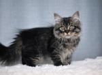 Siberian Muscat - Siberian Cat For Sale - Abington&comma; PA&comma; US