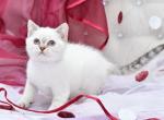 Cherry - Scottish Straight Cat For Sale - Chicago&comma; IL&comma; US