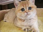 Boss1 - British Shorthair Cat For Sale - Chicago&comma; IL&comma; US