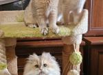Ulyana - British Shorthair Cat For Sale - Chicago&comma; IL&comma; US