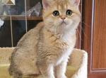 Baffi1 - Brazilian Shorthair Cat For Sale - Chicago&comma; IL&comma; US