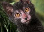 Lykoi - Lykoi Cat For Sale - Abington&comma; PA&comma; US