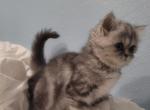 Exotic Persians - Exotic Cat For Sale - Muscle Shoals&comma; AL&comma; US