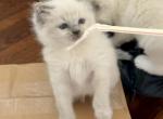Mikey ready Nov 1 Male - Ragdoll Cat For Sale - Mount Joy&comma; PA&comma; US