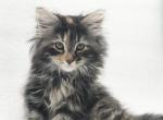 Lily - Siberian Cat For Sale - North Port&comma; FL&comma; US