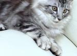 Admiral - Maine Coon Cat For Sale - New York&comma; NY&comma; US