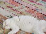 Tori's November Litter - Ragdoll Cat For Sale - Attica&comma; MI&comma; US