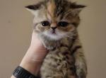 Brown Female Exotic Shorthair - Exotic Cat For Sale - Cumming&comma; GA&comma; US