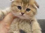 Scottish fold male kitten - Scottish Fold Cat For Sale - Thornton&comma; CO&comma; US