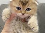Scottish fold kitten - Scottish Fold Cat For Sale - Thornton&comma; CO&comma; US
