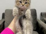 Scottish straight male kitten - Scottish Straight Cat For Sale - Thornton&comma; CO&comma; US