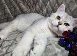 Han Solo - Scottish Straight Cat For Sale - Durham&comma; NC&comma; US