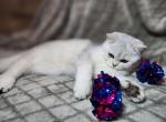 Luke Skywalker - Scottish Straight Cat For Sale - Durham&comma; NC&comma; US