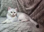 Princess Leia - Scottish Straight Cat For Sale - Durham&comma; NC&comma; US