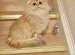 British long haired gold female kitty - British Shorthair Cat For Sale - Thornton&comma; CO&comma; US