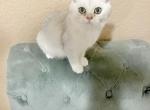 British shorthaired kitten - British Shorthair Cat For Sale - Thornton&comma; CO&comma; US