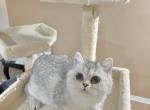 British shorthaired male kitten - British Shorthair Cat For Sale - Thornton&comma; CO&comma; US