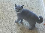 Lily - British Shorthair Cat For Sale - Auburn&comma; IN&comma; US