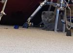 Oliver - Scottish Fold Cat For Sale - Auburn&comma; IN&comma; US