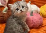Pumpkins - Scottish Fold Cat For Sale - Tukwila&comma; WA&comma; US