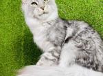 Justin - Maine Coon Cat For Sale - Hollywood&comma; FL&comma; US