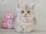 Diana - Scottish Straight Cat For Sale - Pembroke Pines&comma; FL&comma; US