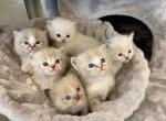 new litter - Ragdoll Cat For Sale - Freeburg&comma; PA&comma; US