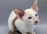 Goro Kichiro - Oriental Cat For Sale - Miami&comma; FL&comma; US