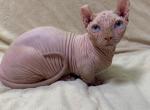 Faraon Dwelf - Sphynx Cat For Sale - Pembroke Pines&comma; FL&comma; US