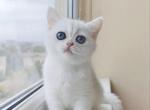 Polly - British Shorthair Cat For Sale - Miami&comma; FL&comma; US