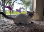 Scottish Kilt Standard girl - Munchkin Cat For Sale - Sun City Center&comma; FL&comma; US
