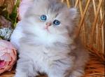 Jacky - British Shorthair Cat For Sale - Miami&comma; FL&comma; US