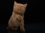 Forbes - British Shorthair Cat For Sale - Miami&comma; FL&comma; US