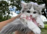 Blue harlequin girl - Scottish Straight Cat For Sale - Sun City Center&comma; FL&comma; US