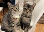 White paw and bubbles - Domestic Cat For Sale - Westfield&comma; MA&comma; US