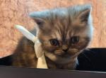 Baby Dior - Exotic Cat For Sale - Grand Rapids&comma; MI&comma; US