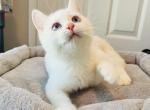 Coco - British Shorthair Cat For Sale - Rancho Cucamonga&comma; CA&comma; US