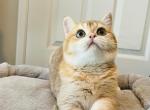 Nono - British Shorthair Cat For Sale - Rancho Cucamonga&comma; CA&comma; US