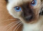 Polydactyl seal boy - Siamese Cat For Sale - Hampden&comma; MA&comma; US