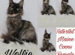 Wolfie - Maine Coon Cat For Sale - Braham&comma; MN&comma; US