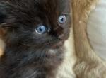 Onyx - Maine Coon Cat For Sale - Manchester Township&comma; NJ&comma; US
