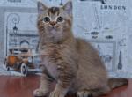 Zabavchik - British Shorthair Cat For Sale - Hollywood&comma; FL&comma; US