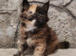 Esmira - Maine Coon Cat For Sale - Hollywood&comma; FL&comma; US