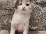 Esme - Maine Coon Cat For Sale - Hollywood&comma; FL&comma; US