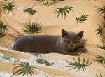 George - British Shorthair Cat For Sale - Auburn&comma; IN&comma; US