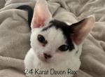 Hope - Devon Rex Cat For Sale - Brooksville&comma; FL&comma; US